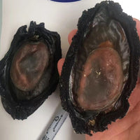 Large Black Abalone | Whole Shell-On Abalone | Meaty & Easy to Cook