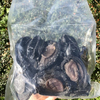 Large Black Abalone | Whole Shell-On Abalone | Meaty & Easy to Cook