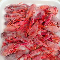 Whole Frozen Crawfish (Crayfish) | Meaty, Juicy & Restaurant Ready
