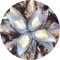 Frozen Half Shell Mussels Meat – Whole Shell, Plump & Tender, Ideal for Grilling and Steaming