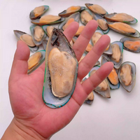Frozen Half Shell Mussels Meat – Whole Shell, Plump & Tender, Ideal for Grilling and Steaming