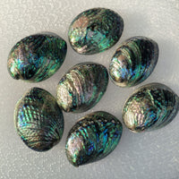 Large Black Abalone | Whole Shell-On Abalone | Meaty & Easy to Cook