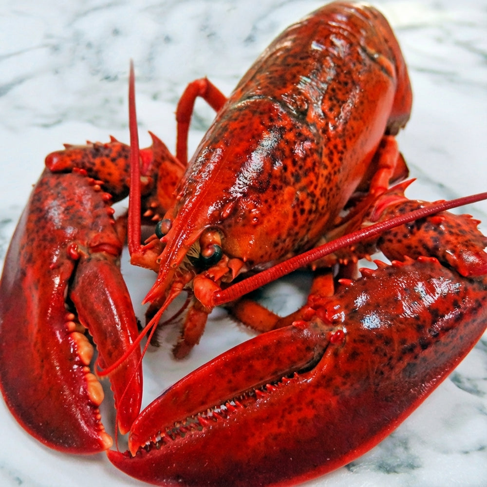 Large Whole Cooked Lobster | Boston Lobster | Easy to Heat & Serve